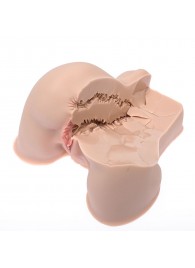 Мастурбатор-полуторс Naked Factory Kate - Naked Factory - в Сергиевом Посаде купить с доставкой